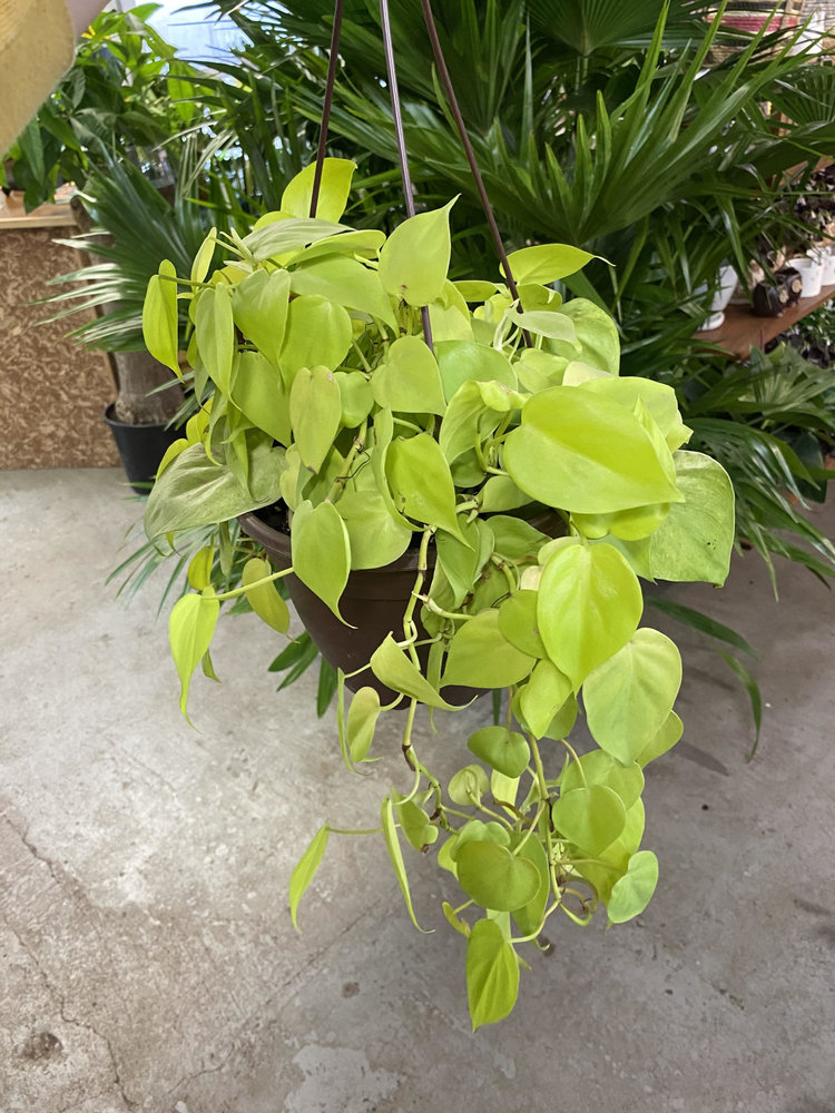GREEN Philodendron-Cordatum Lemon Lime 8" hanging basket