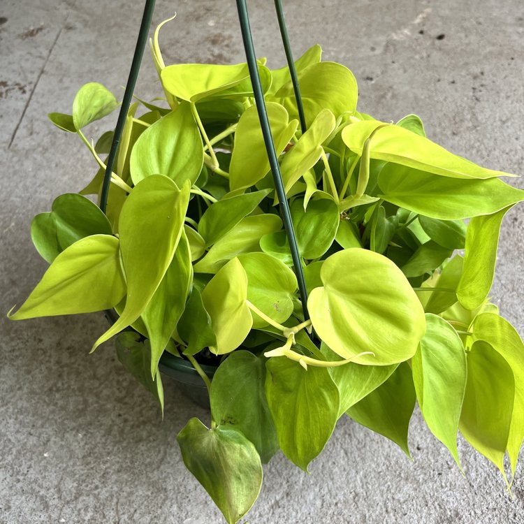 GREEN Philodendron-Cordatum Lemon Lime 8" hanging basket