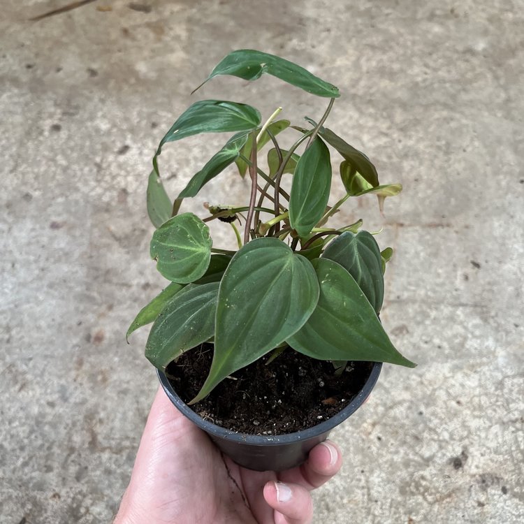 GREEN Philodendron-Micans, 4"