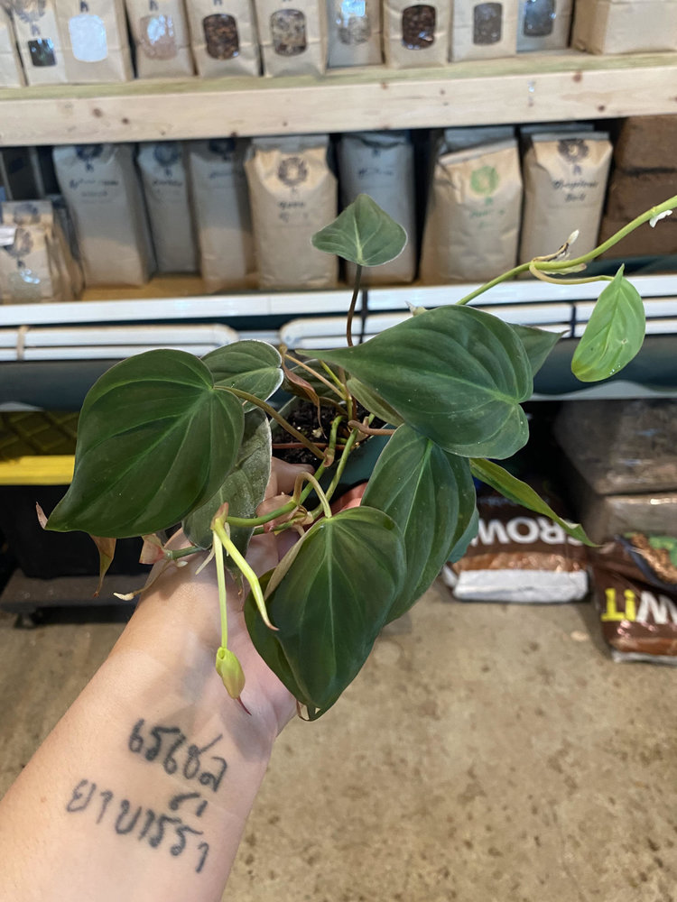 GREEN Philodendron-Micans, 4"