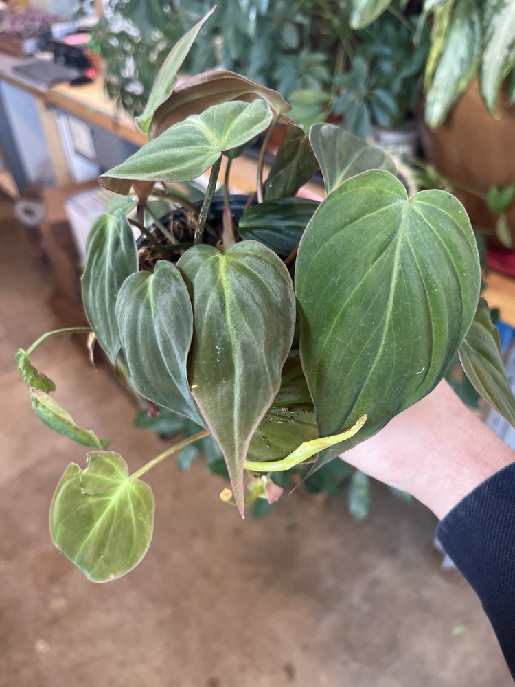GREEN Philodendron-Micans, 4"