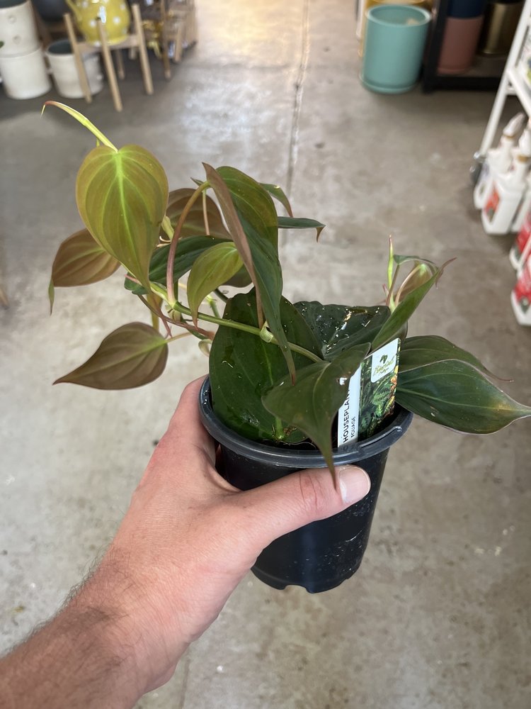 GREEN Philodendron-Micans, 4"