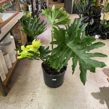 GREEN Philodendron-Selloum 14 inch