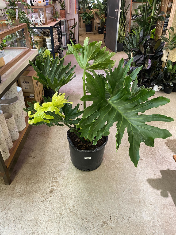 GREEN Philodendron-Selloum 14 inch