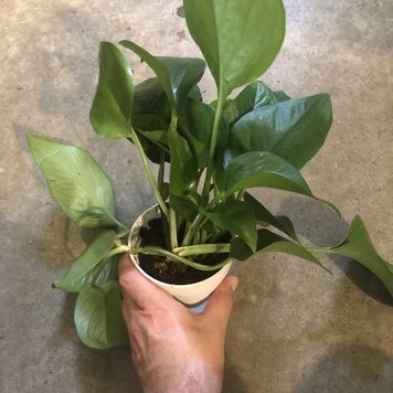 GREEN Pothos-Jade, 4"