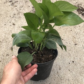 GREEN Pothos-Jade, 6"