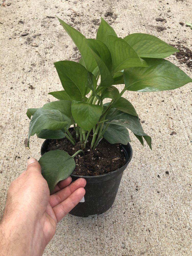 GREEN Pothos-Jade, 6"