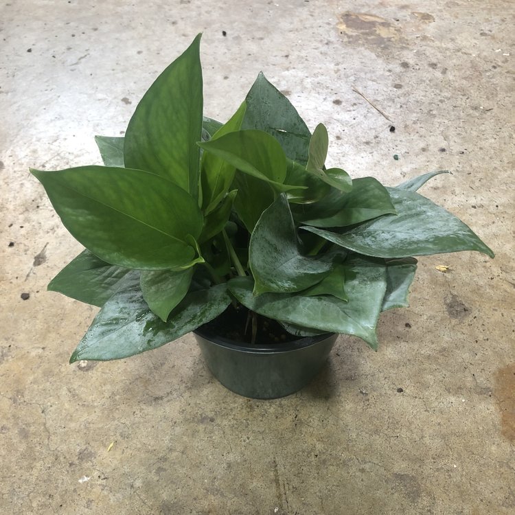 GREEN Pothos-Jade, 6"