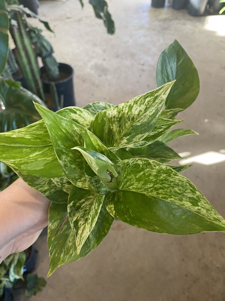 GREEN Pothos-Marble Queen, 4"