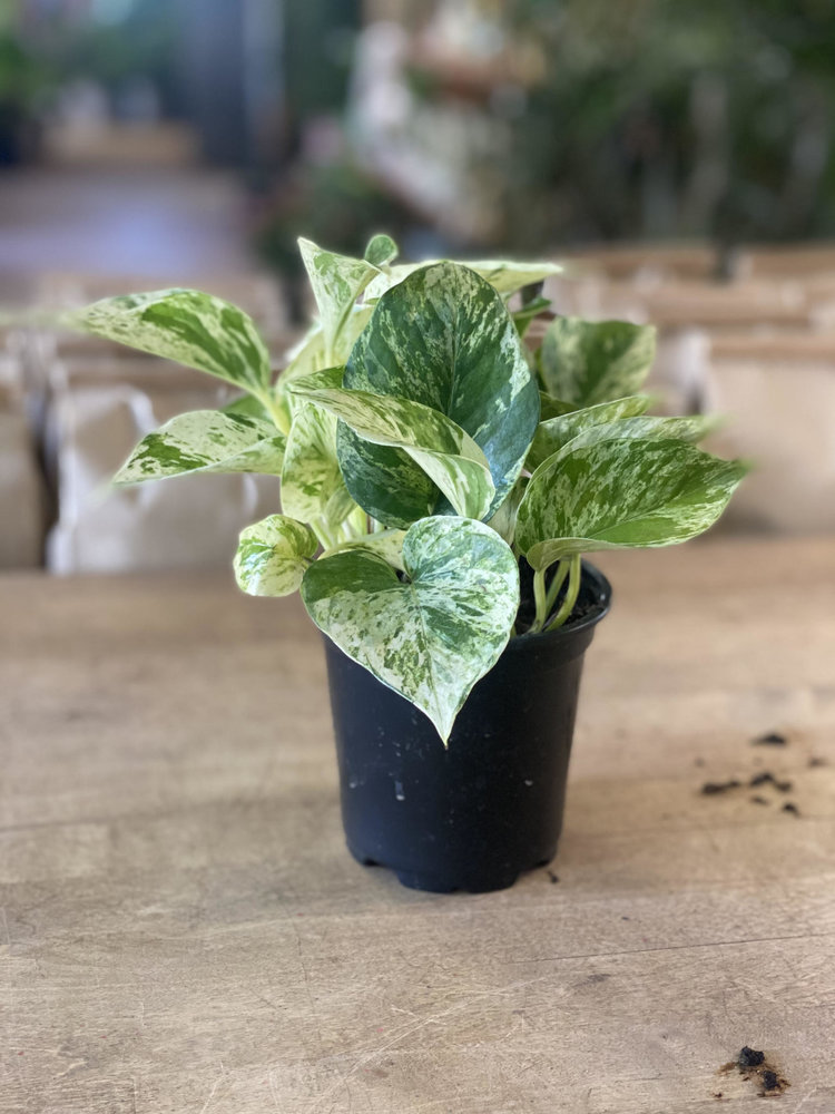 GREEN Pothos-Marble Queen, 4"