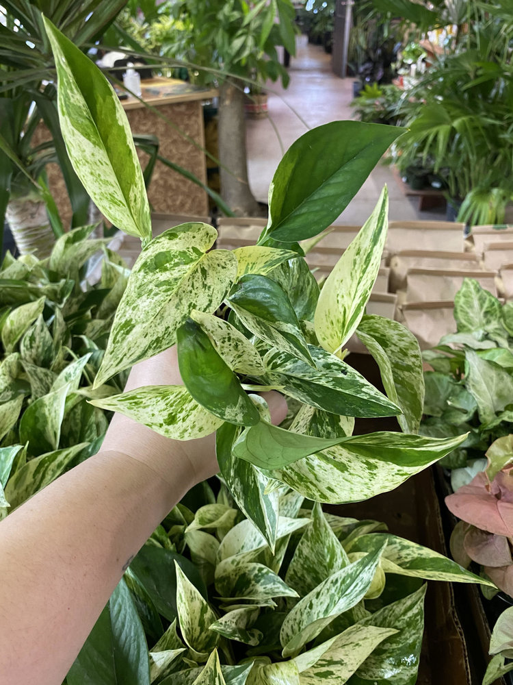 GREEN Pothos-Marble Queen, 4"