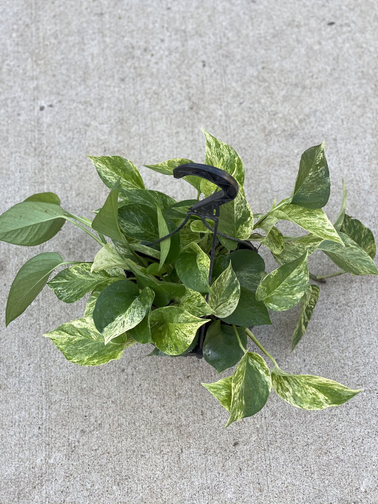 GREEN Pothos-Marble Queen, 8" HB