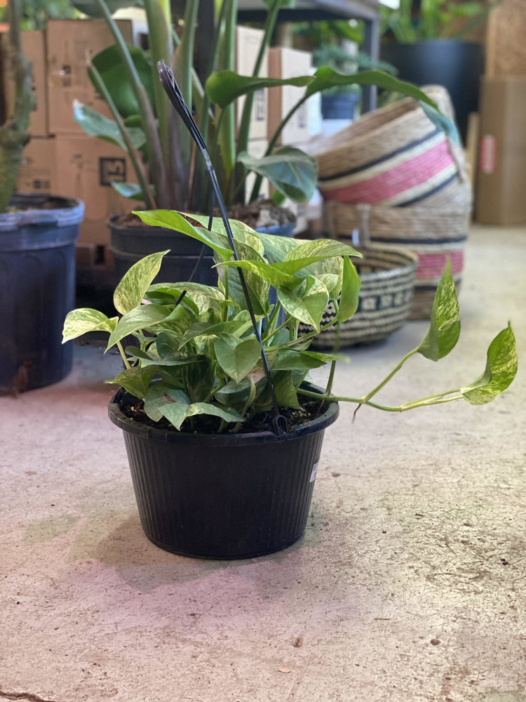 GREEN Pothos-Marble Queen, 8" HB