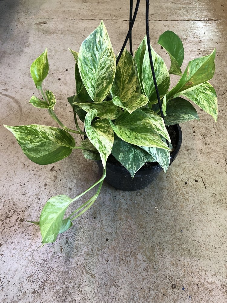 GREEN Pothos-Marble Queen, 8" HB