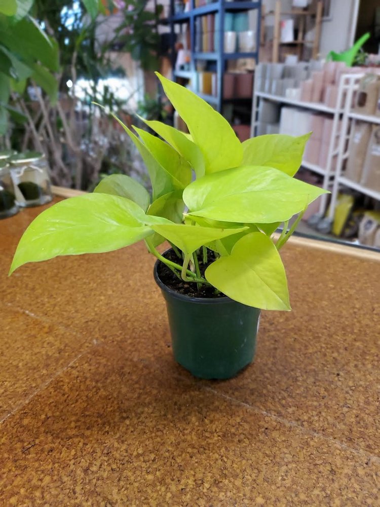GREEN Pothos-Neon, 4"