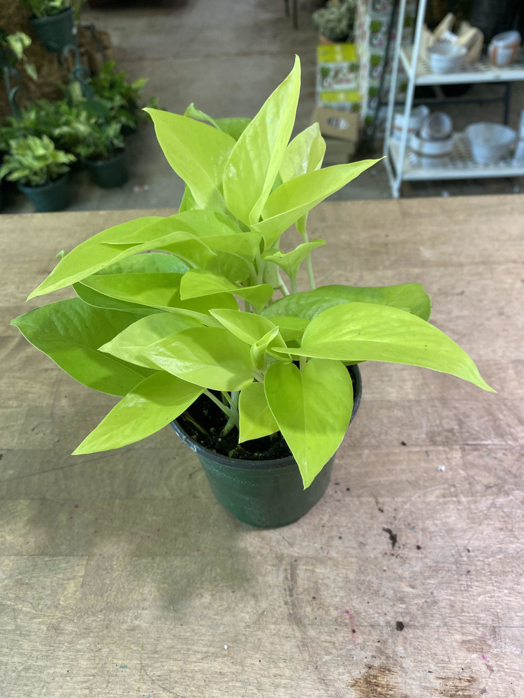 GREEN Pothos-Neon, 4"