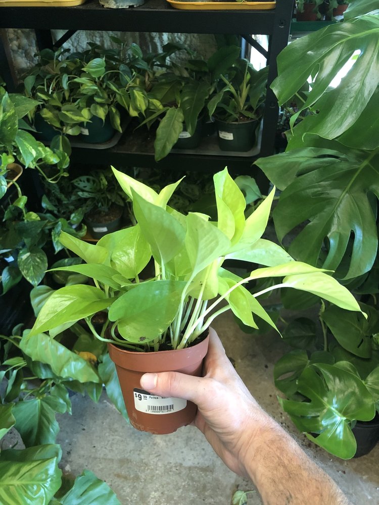 GREEN Pothos-Neon, 4"