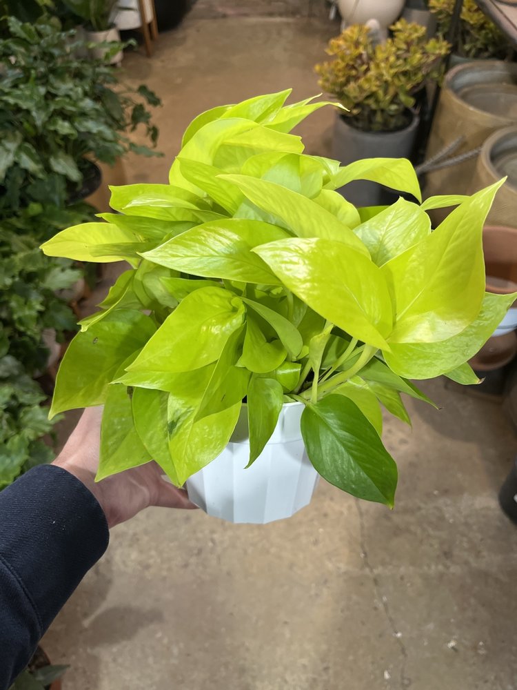 GREEN Pothos-Neon, 6"