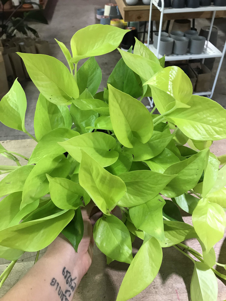 GREEN Pothos-Neon, 6"
