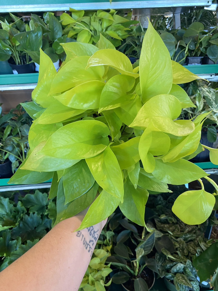 GREEN Pothos-Neon, 6"