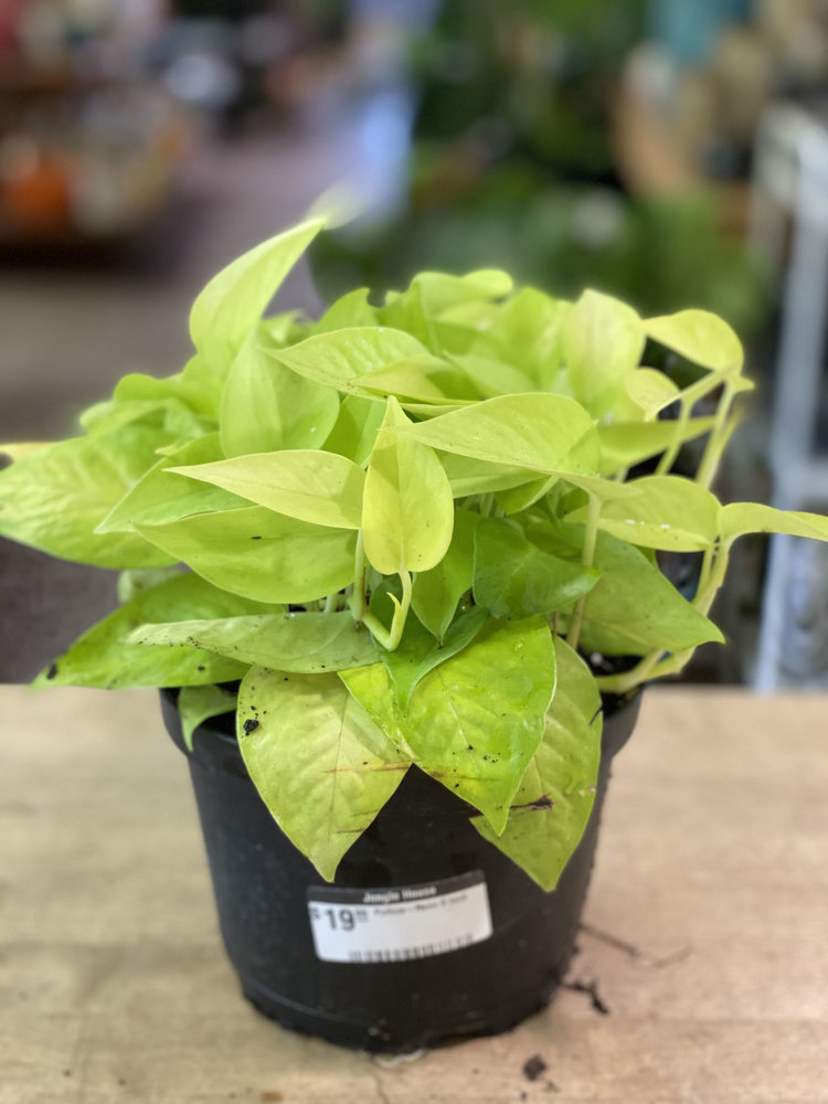 GREEN Pothos-Neon, 6"