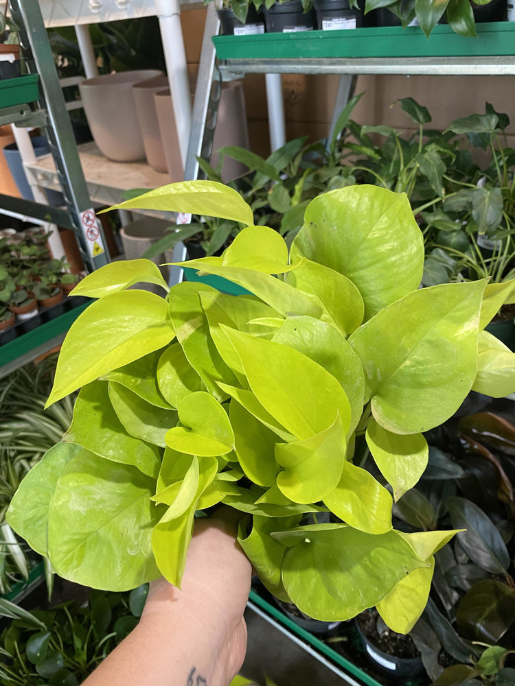 GREEN Pothos-Neon, 6"