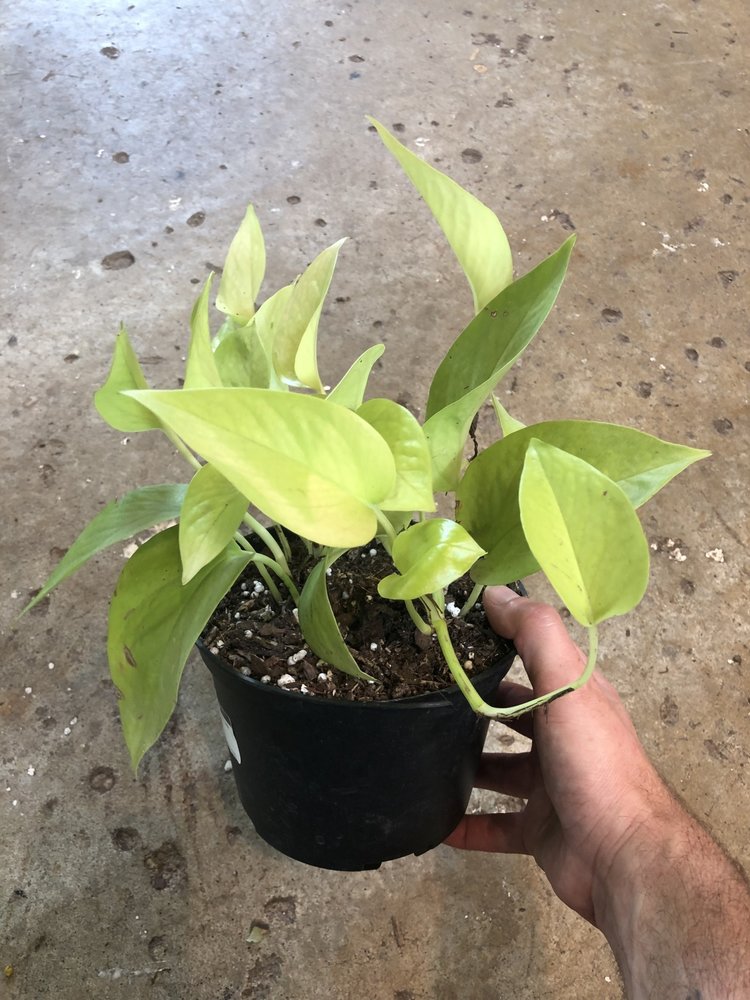 GREEN Pothos-Neon, 6"