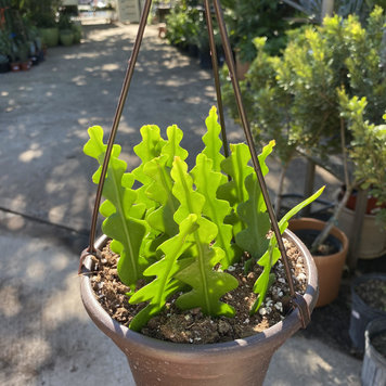 GREEN Ric Rac Fishbone Cactus 6 inch