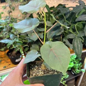 GREEN Ficus-Petiolaris (Rock Fig), 4"