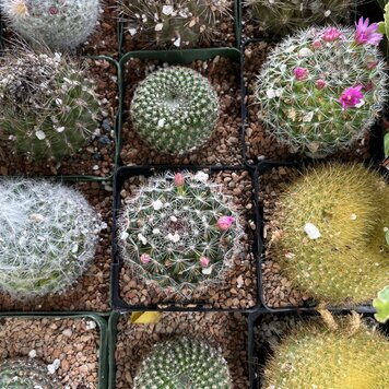 GREEN Cactus-Assorted, 4"