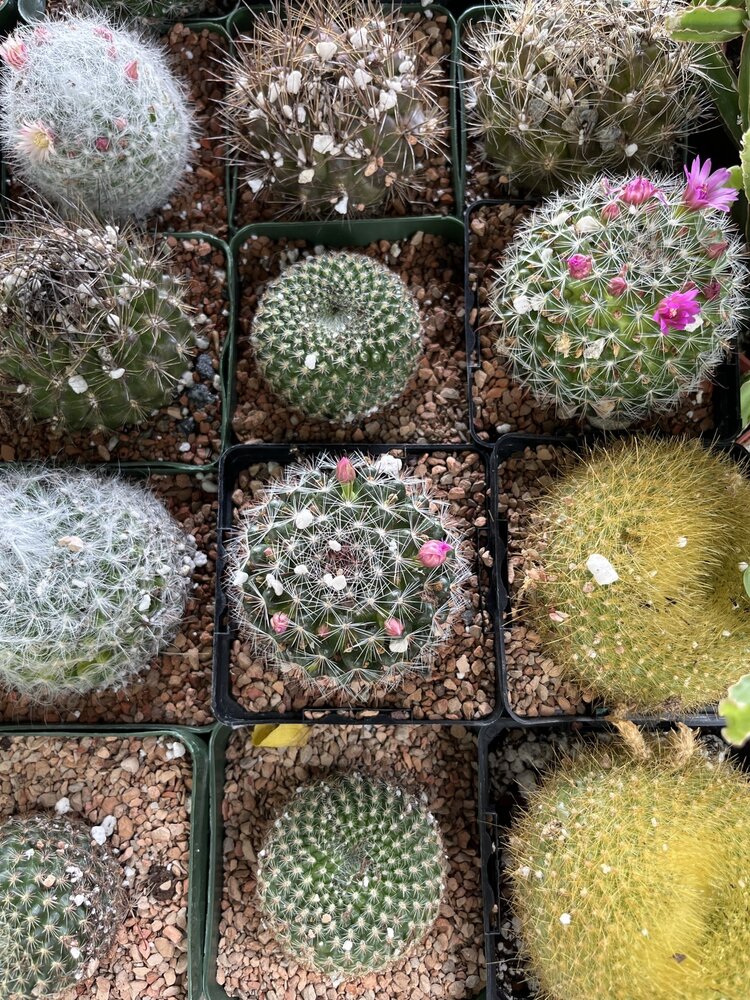 GREEN Cactus-Assorted, 4"