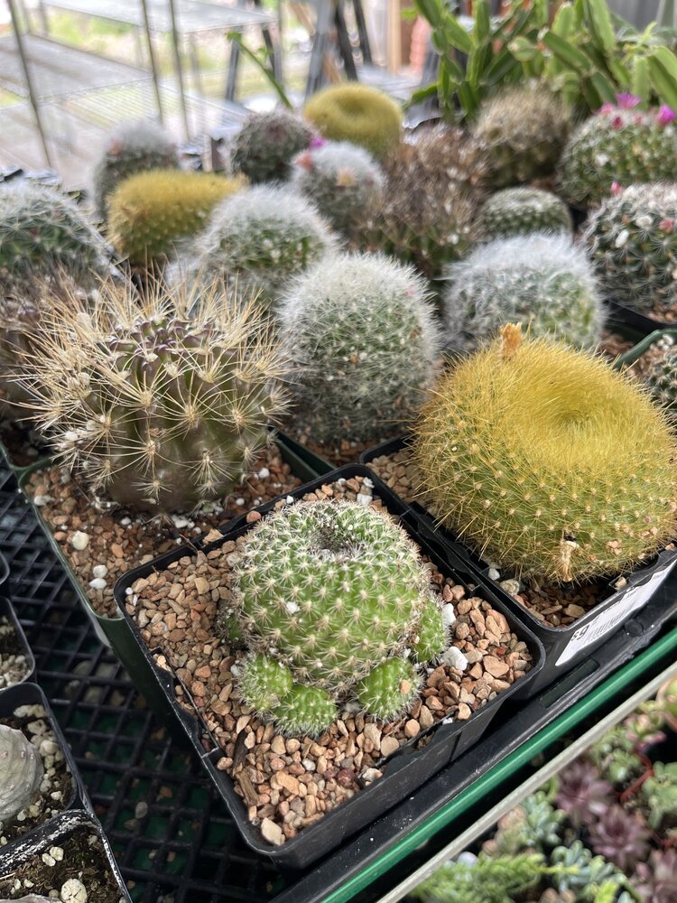 GREEN Cactus-Assorted, 4"