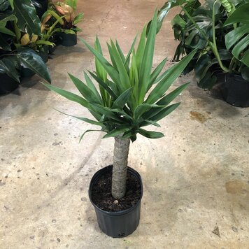 GREEN Yucca-Cane, 10"
