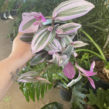 GREEN Tradescantia-Nanouk Pink  6 inch HB
