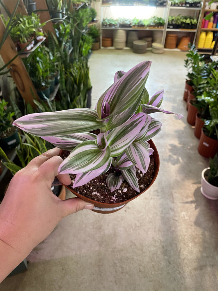 GREEN Tradescantia-Nanouk Pink  6 inch HB