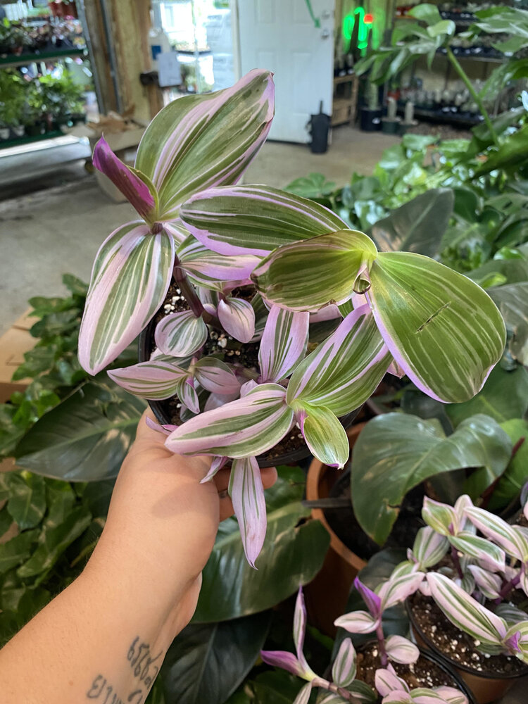 GREEN Tradescantia-Nanouk Pink  6 inch HB