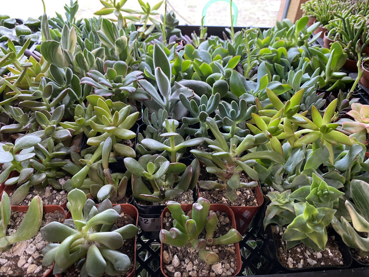 GREEN Succulents-Assorted, 2"