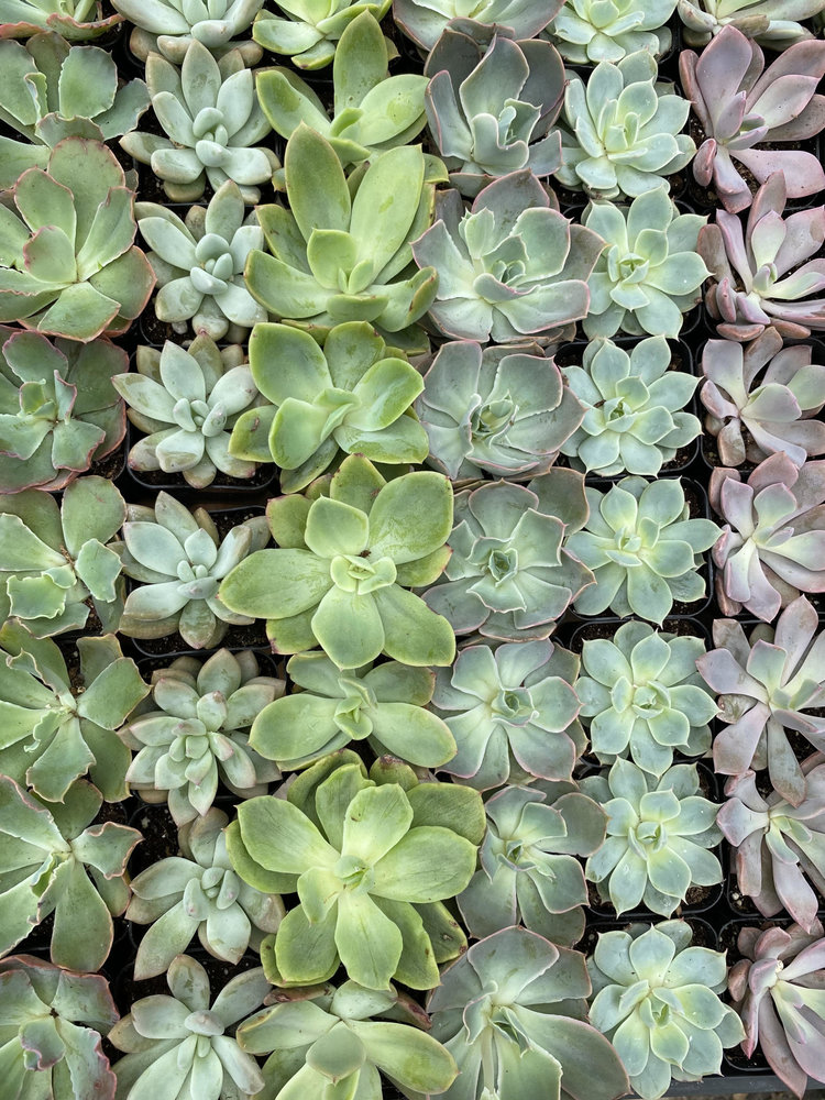 GREEN Succulents-Assorted, 2"