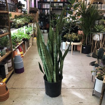 G Sansevieria-Zeylanica, 10"