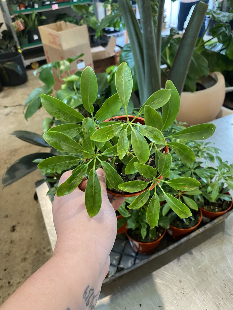 GREEN Schefflera-Arboricola Bush Green, 4”