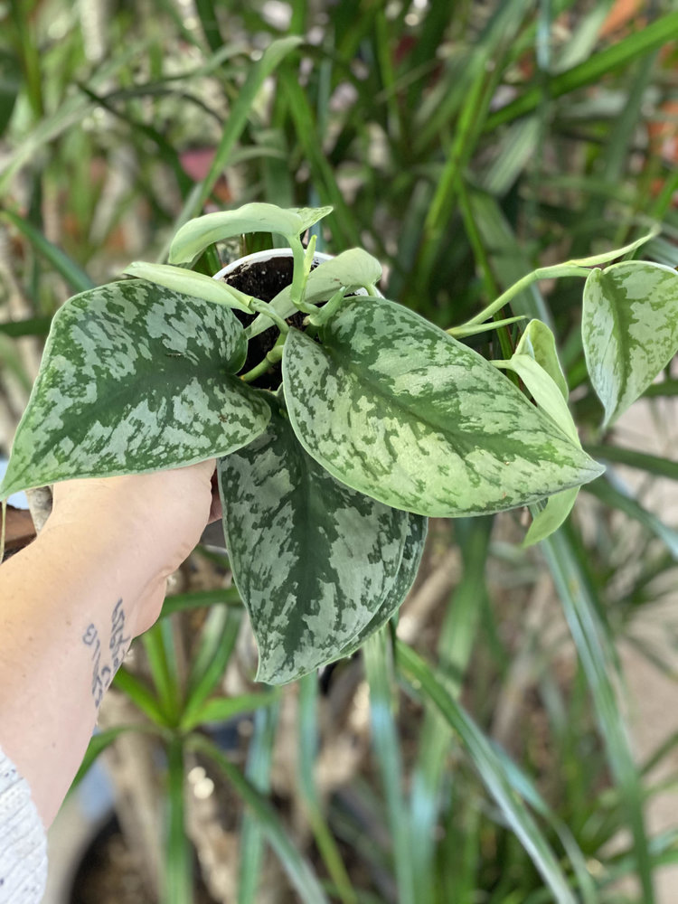 GREEN Scindapsus Pictus - Exotica (Silver Splash Pothos), 4"
