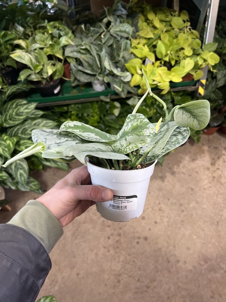 GREEN Scindapsus Pictus - Exotica (Silver Splash Pothos), 4"
