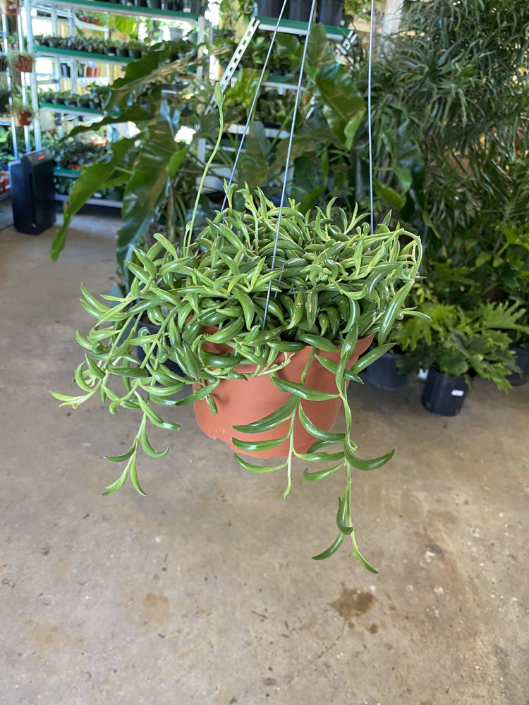 GREEN Senecio-Radicans (String of Bananas), 6" HB