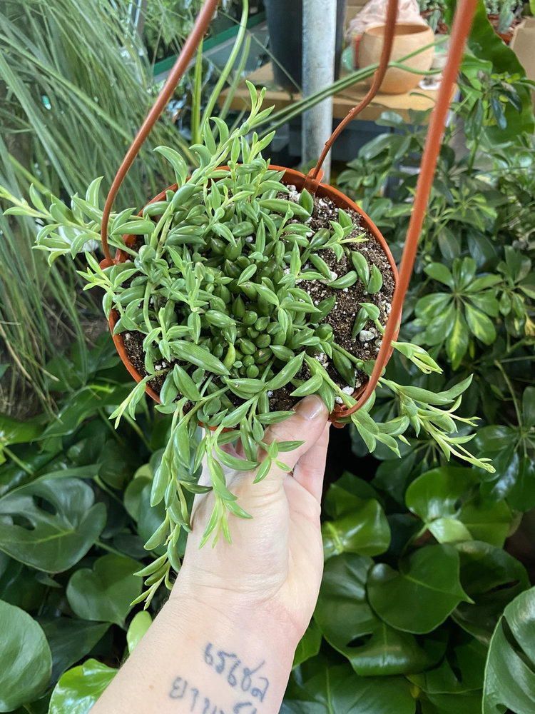 GREEN Senecio-Radicans (String of Bananas), 6" HB