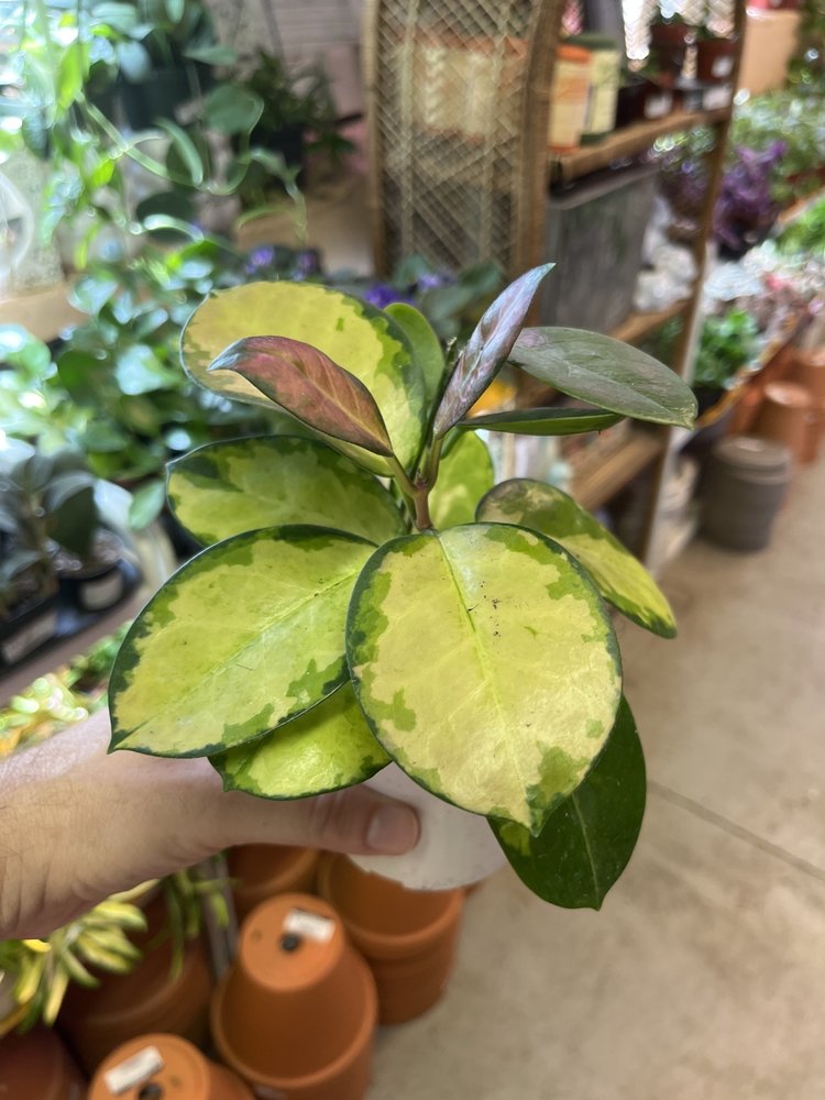 GREEN Hoya-Australis Lisa, 4"