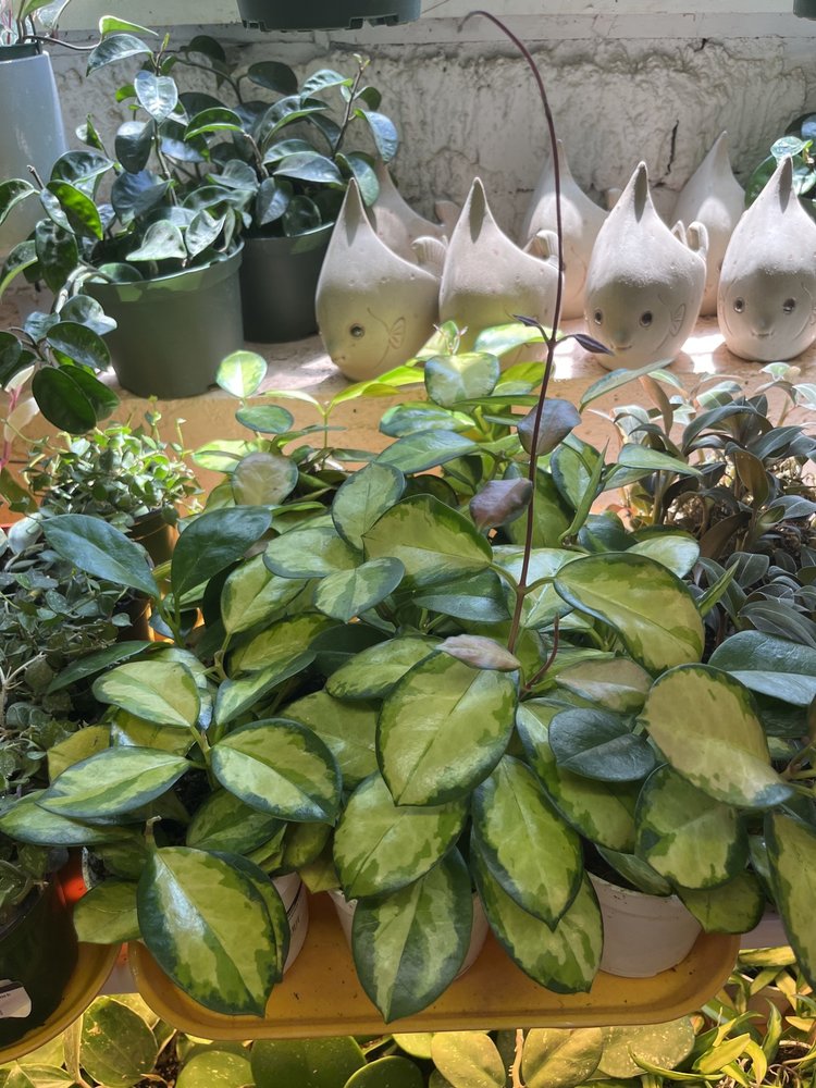 GREEN Hoya-Australis Lisa, 4"