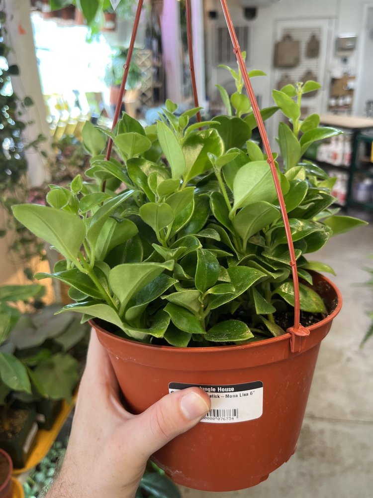 GREEN Lipstick-Mona Lisa, 6"