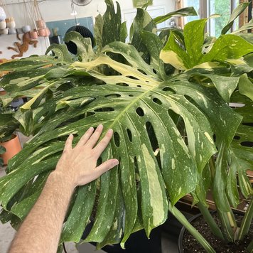 E Monstera - Deliciosa 'Thai Constellation', 14"