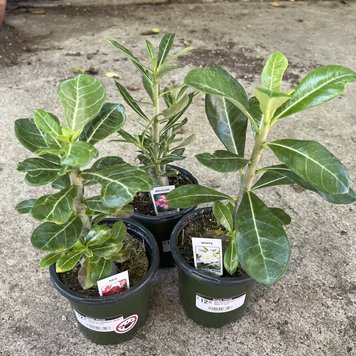 B Adenium-Obessum (Desert Rose), 4"