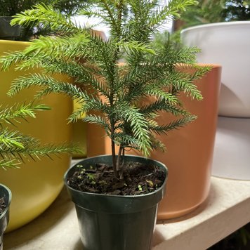 D Araucaria-Norfolk Island Pine, 4"